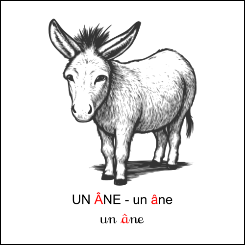 âne